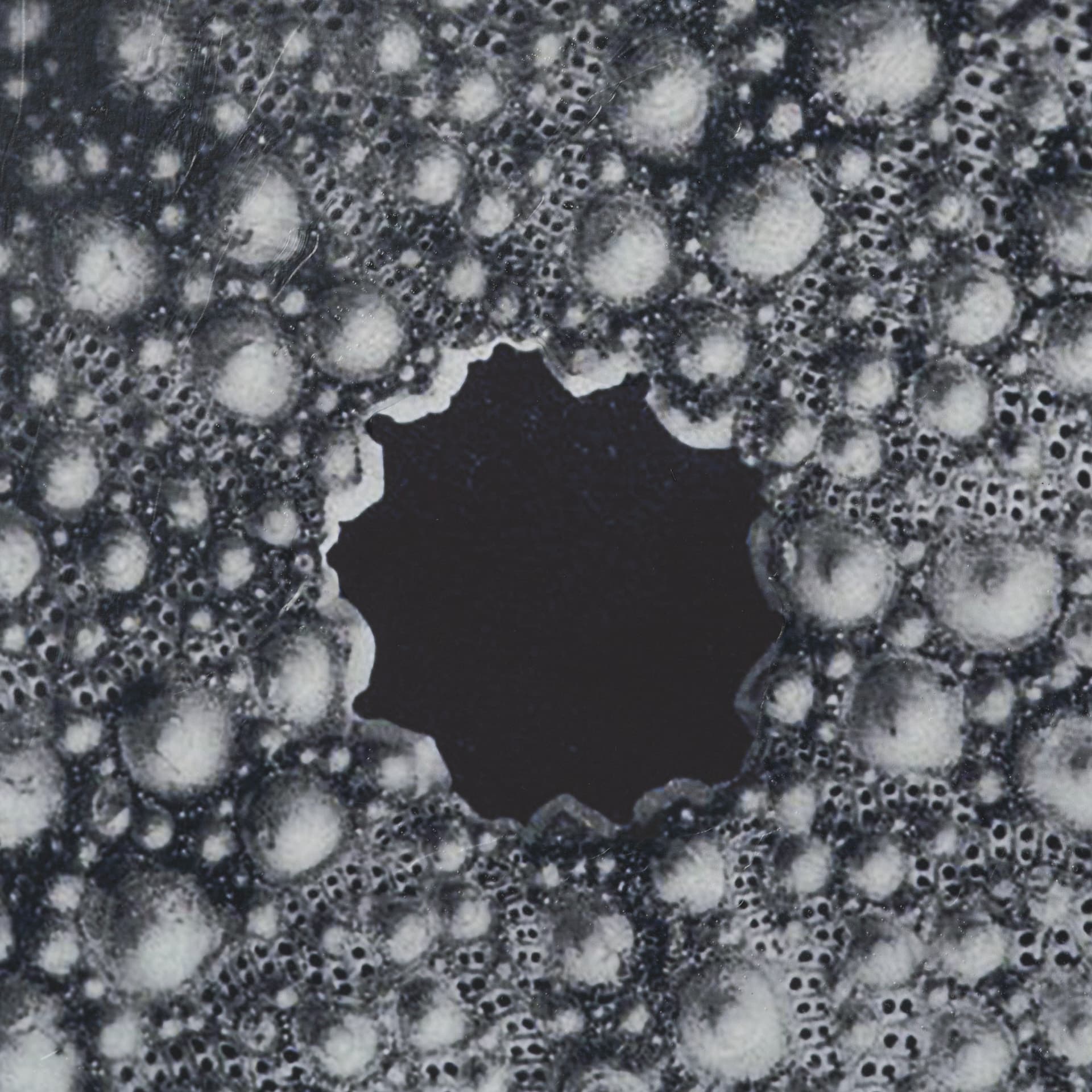 Urchin Still Life I by Nathan Larson a Hand Embellished Framed Photo Art Print Matted under Glass — product photograph