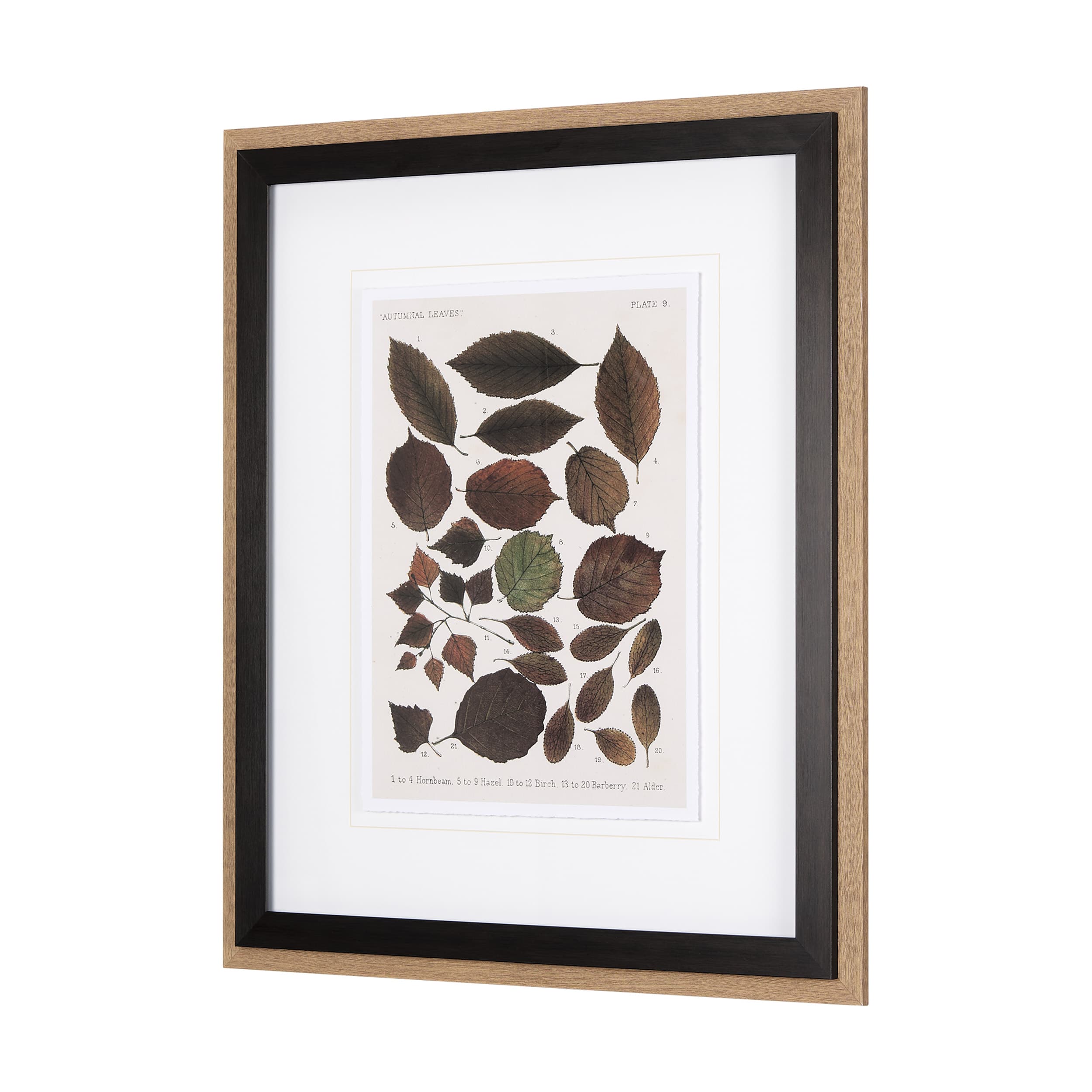 Autumnal Leaves VI by Vision Studio a Framed Art Print Matted under Glass — product photograph