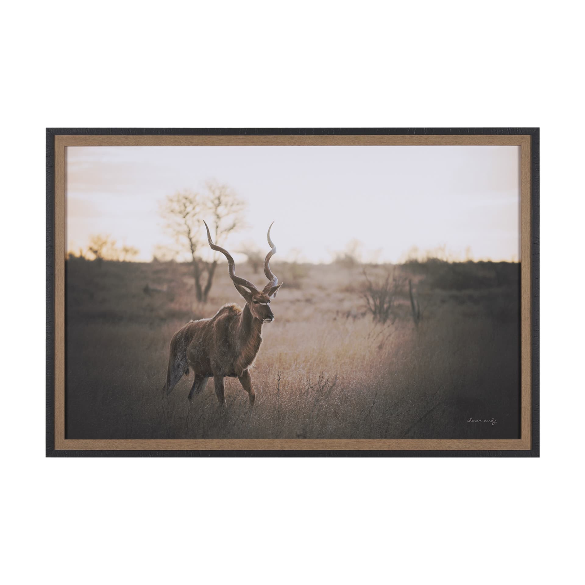 Kudu Bull by Sharon Vardy a Hand Embellished Framed Photo Art Print Matted under Glass — product photograph