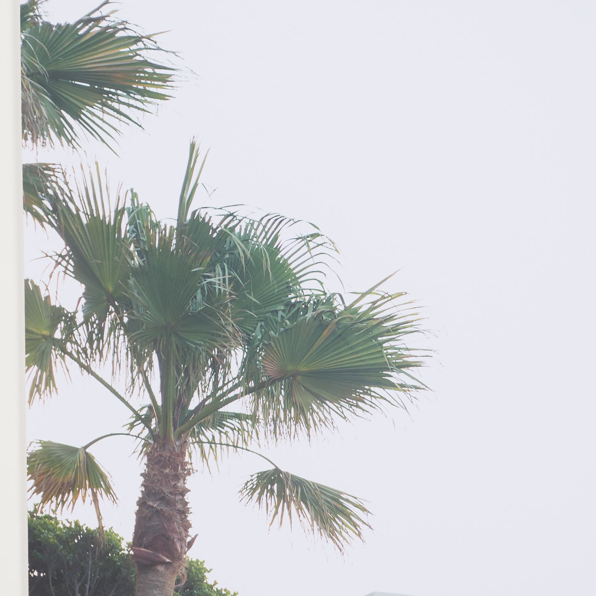 Modern Oasis View by Shot By Clint Framed Photo Print Matted under Glass — product photograph