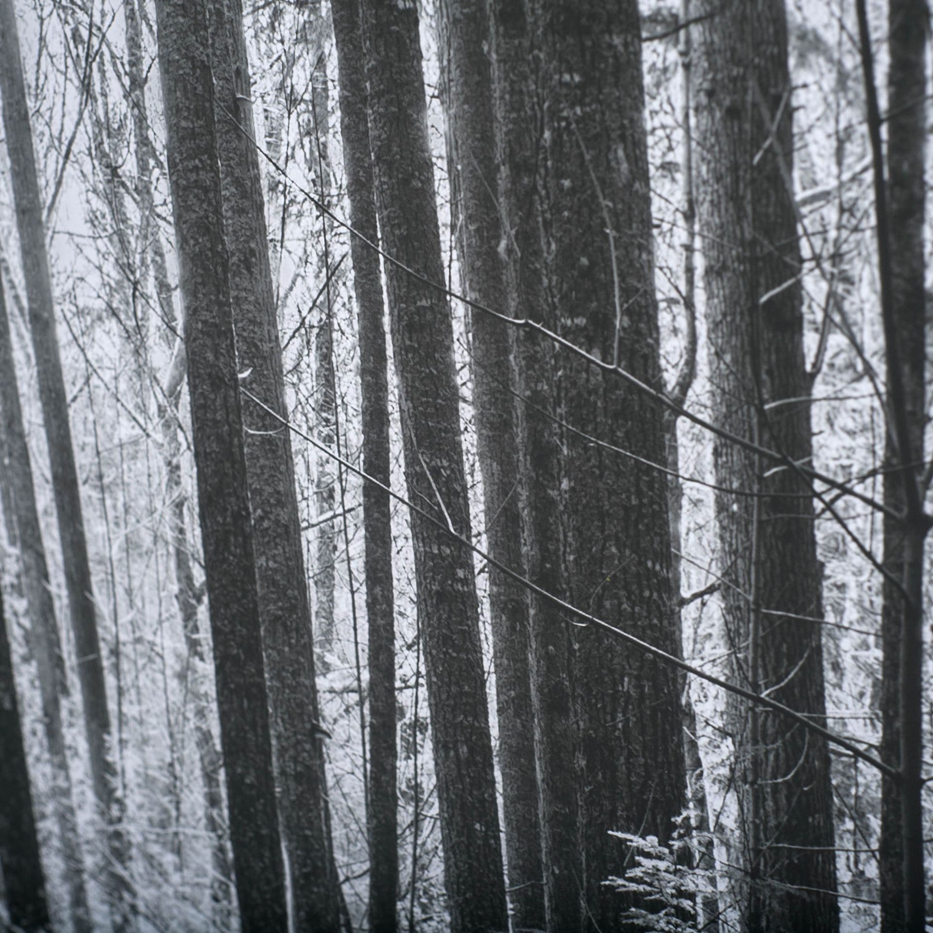 Lowland Winter Forest No 13, Tiger Mountain by Bisig, Steve a Framed Photo Art Print Matted under Gl — product photograph