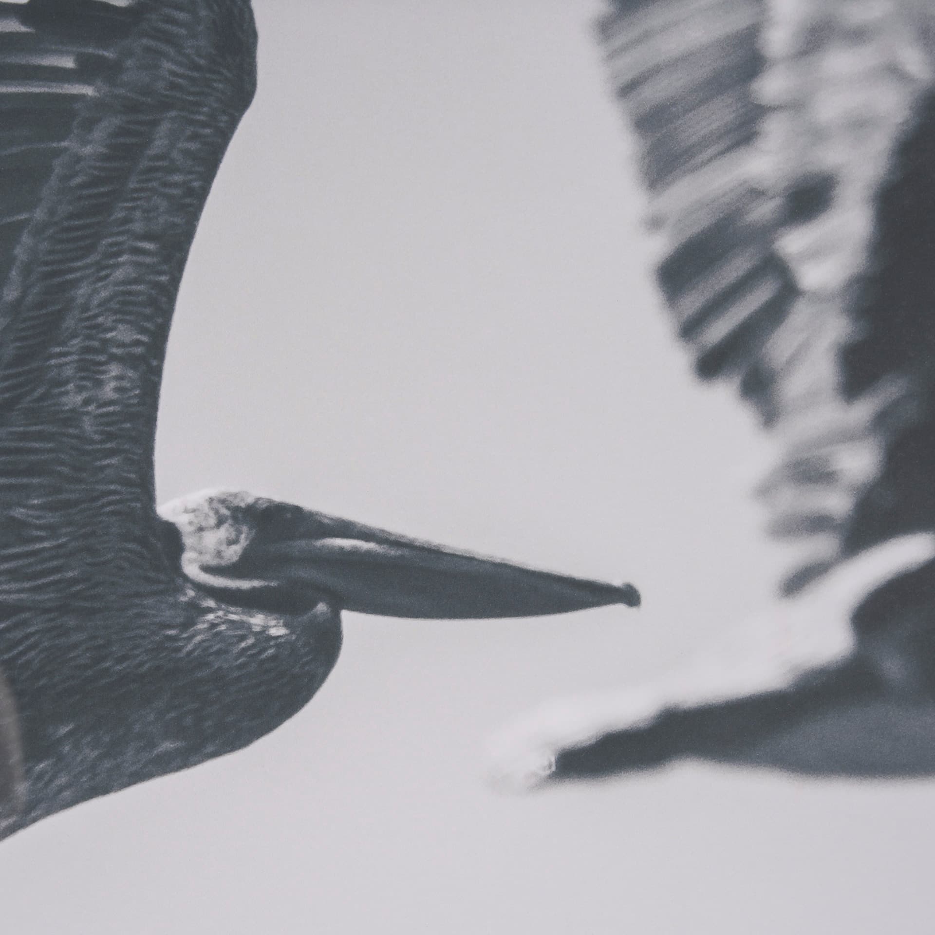 Pelican Beach by Nathan Larson a Hand Embellished Framed Photo Art Print Matted under Glass — product photograph
