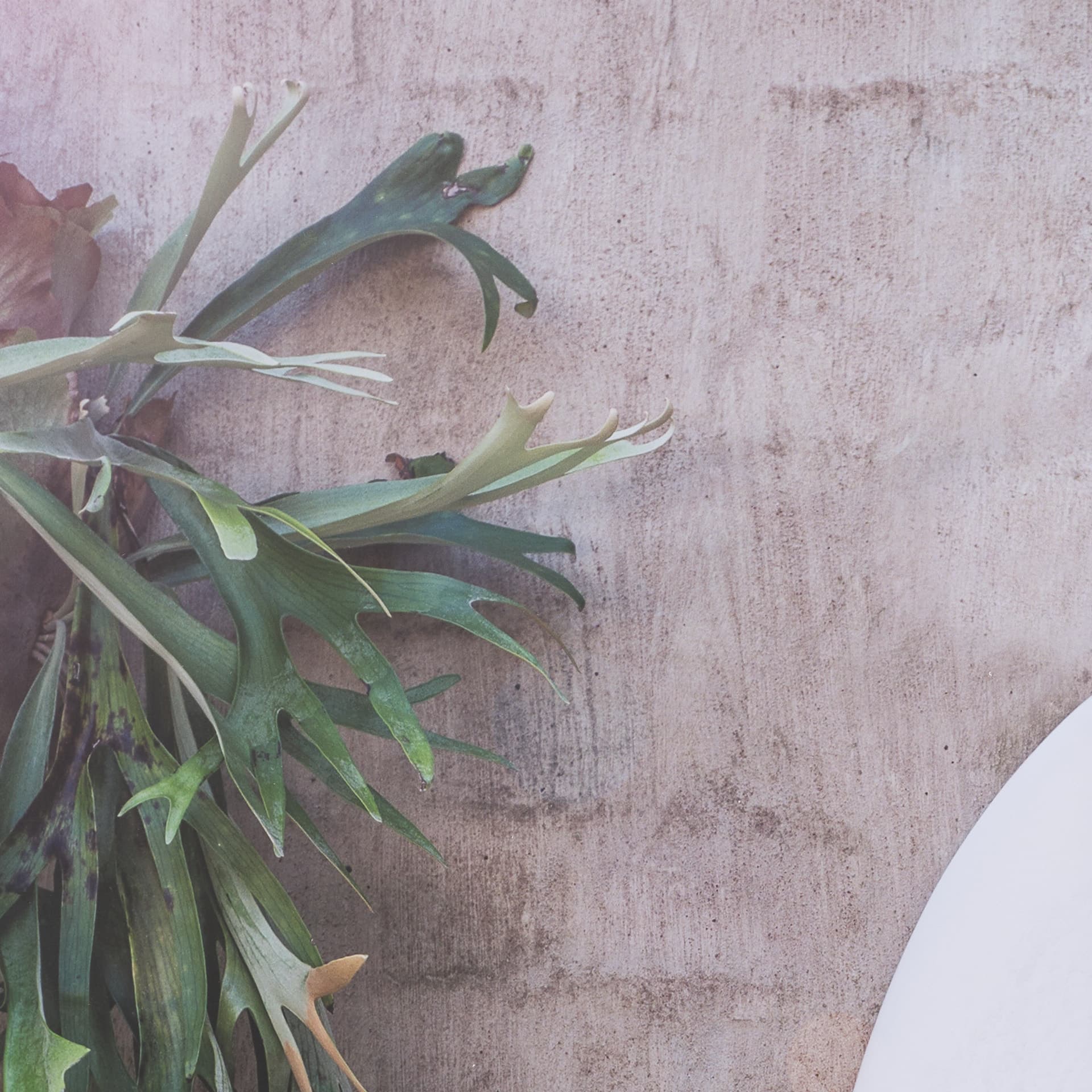 White Surfboard by Shot By Clint Framed Photo Print Matted under Glass — product photograph