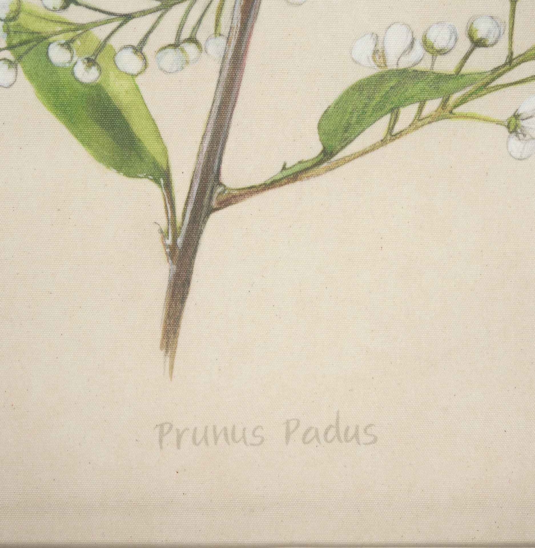 Botanical Study-Prunus Padus by Mercana Studio a Hand Embelished Textured Framed Art Print — product photograph